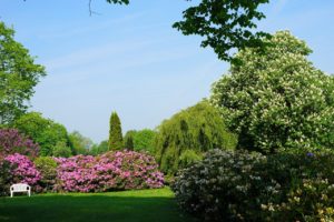 rododendron, wakker in het park